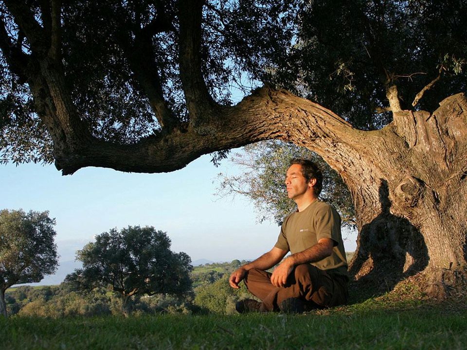 Роль деревьев в поддержании здоровья человека - полезные свойства и воздействие Дерево и здоровье: полезные свойства и эффекты для человека