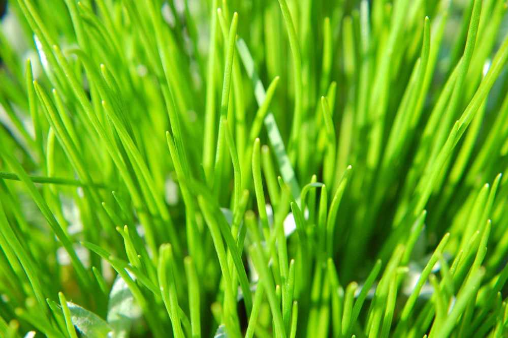 Газонная трава: виды и правила ухода