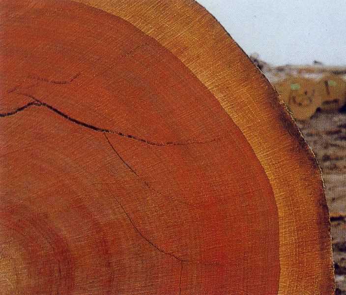 Красное дерево: особенности и применение