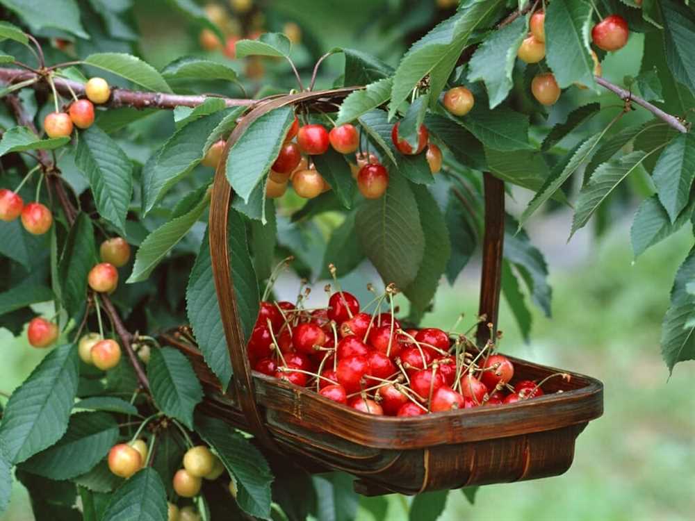 Плодовые деревья: секреты успешного выращивания и ухода
