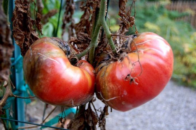 Борьба с фитофторой. Как избавиться от фитофторы на томатах?