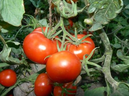 Борьба с фитофторой. Как избавиться от фитофторы на томатах?