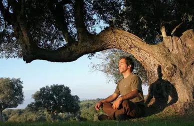 Дерево и здоровье: п